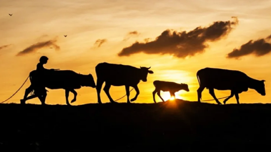 রাঙ্গুনিয়া