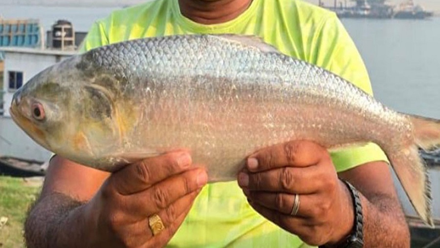 পদ্মা, মৌসুম, ইলিশ, চট্টগ্রাম