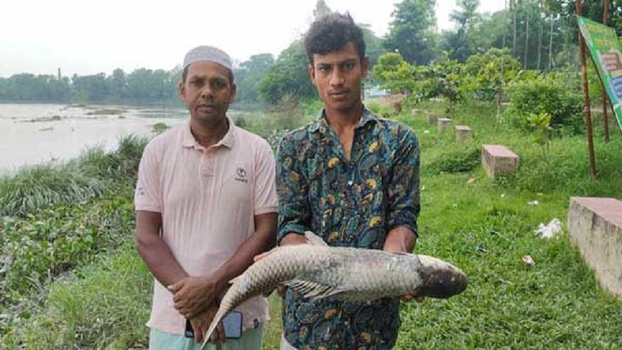 হালদা, মা মাছ