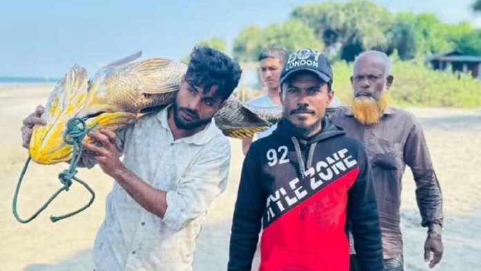 সেন্টমার্টিন