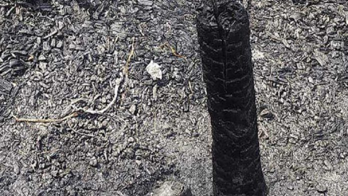 আগুন আগুন