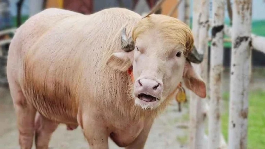 কোরবানি