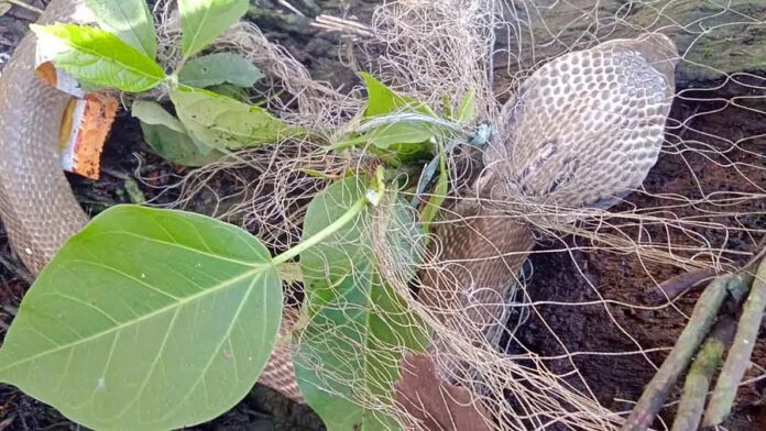 বোয়ালখালী পদ্ম গোখরো