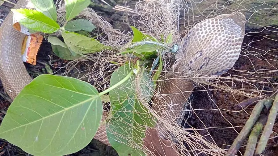 বোয়ালখালী পদ্ম গোখরো
