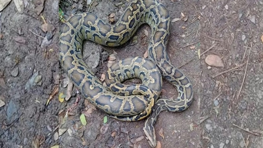 অজগর